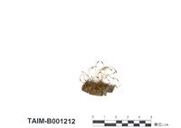 藏品(長朔苔屬)的圖片